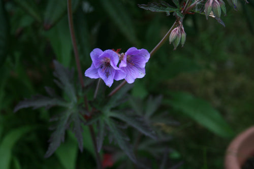 Geranium pratense Purple Haze