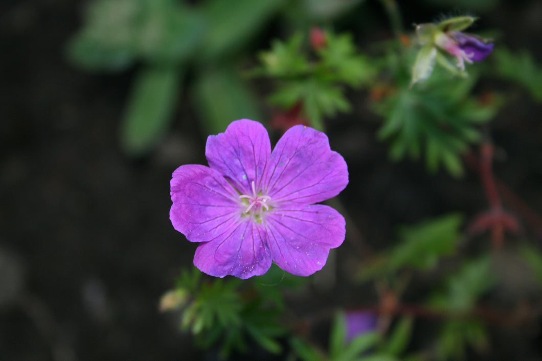 Geranium sanguineum Vision violet