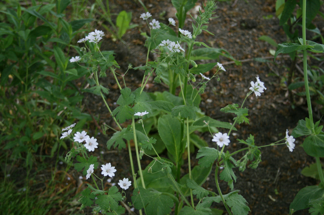 Geranium pyreniceum ‘Summer Snow’