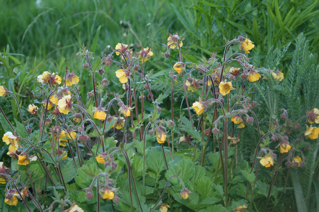 Geum 'Farmer John Cross'
