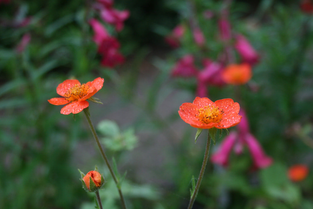 Geum Borissi 