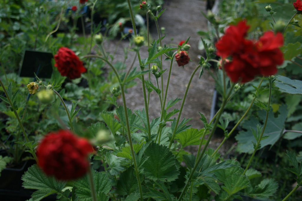 Geum chiolense Red Dragon – Plants Shoots and Leaves