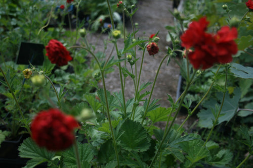 Geum chiolense Red Dragon 