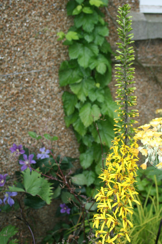 Ligularia The Rocket