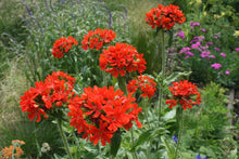 Lychnis chalcedonica