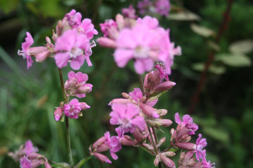 Lychnis viscaria