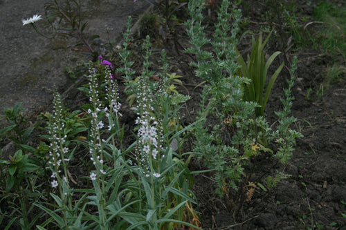 Lysimachia ephemerum