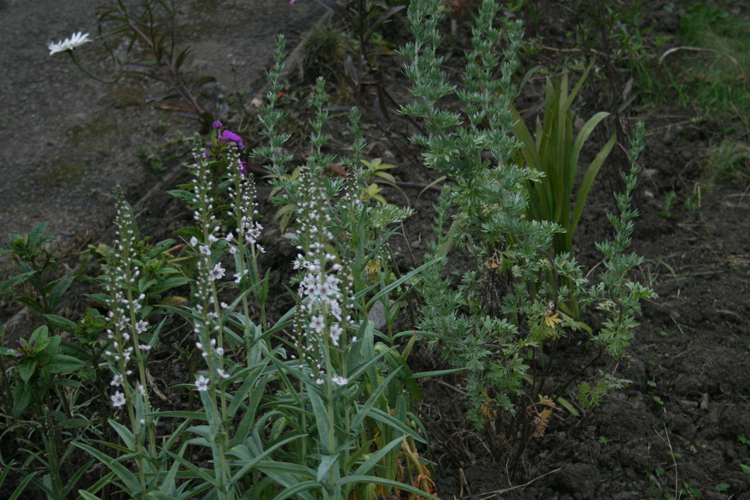 Lysimachia ephemerum