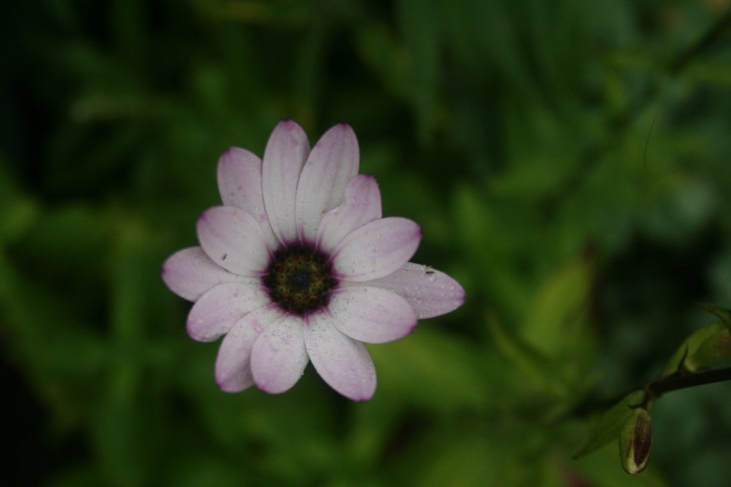 Osteospurnum Lady Leitrim