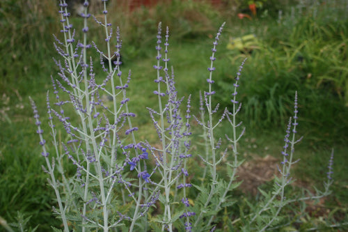 Perovskia atriplicifolia ‘Blue Spire’