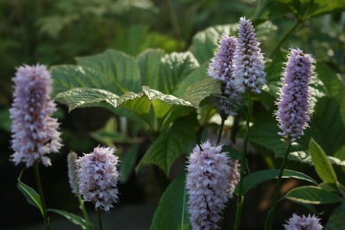 Persicaria bistorta ‘Superba’ 