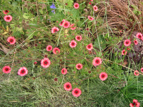 Potentilla nepaulensis Miss Willmott