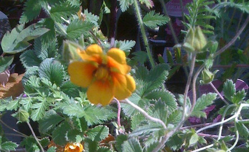 Potentilla atrosanguinea argyrophylla 