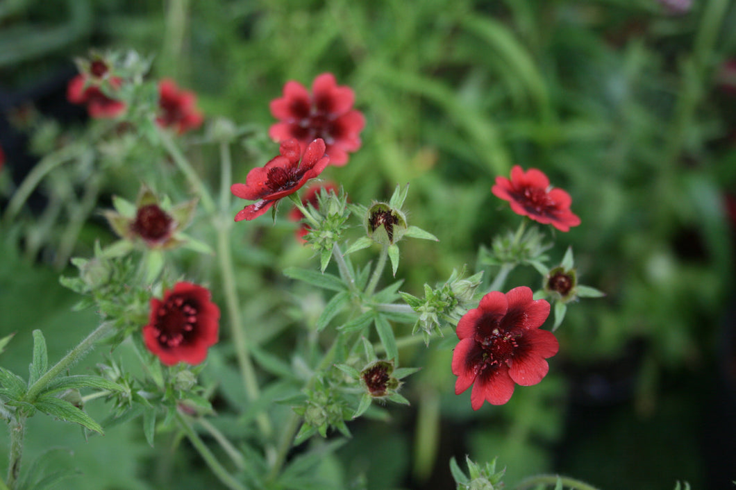 Potentilla ‘Monarch’s Velvet’