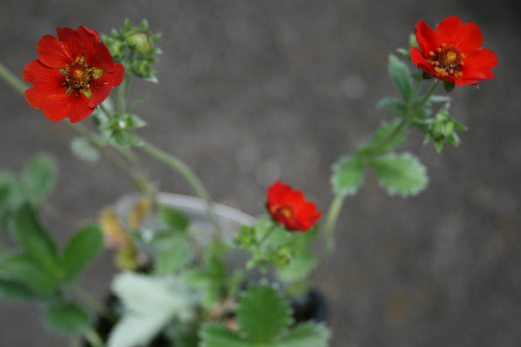 Potentilla atrosanguinea