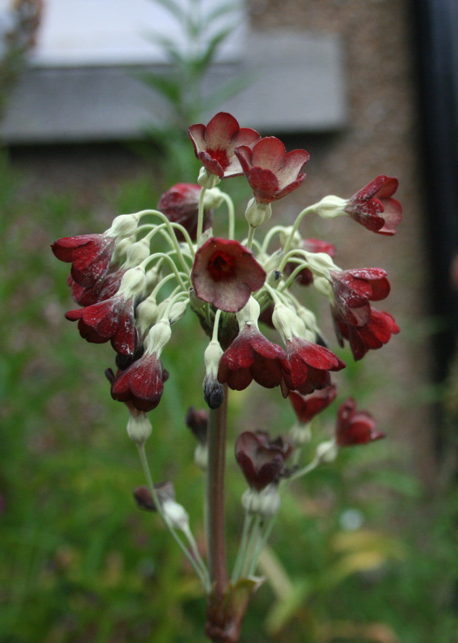 Primula florindae Red Form