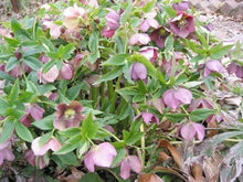 Helleborus orientalis purple hybrids