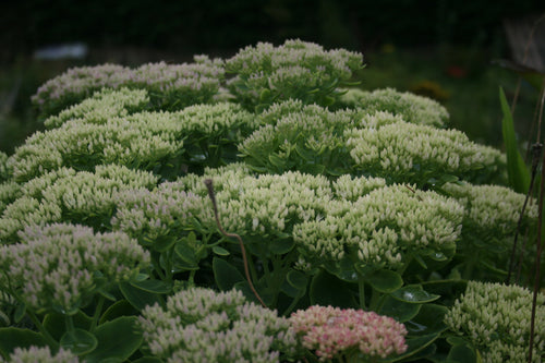 Sedum Iceberg