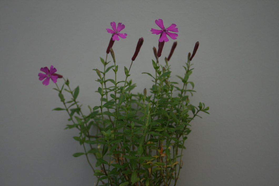 Silene schafta