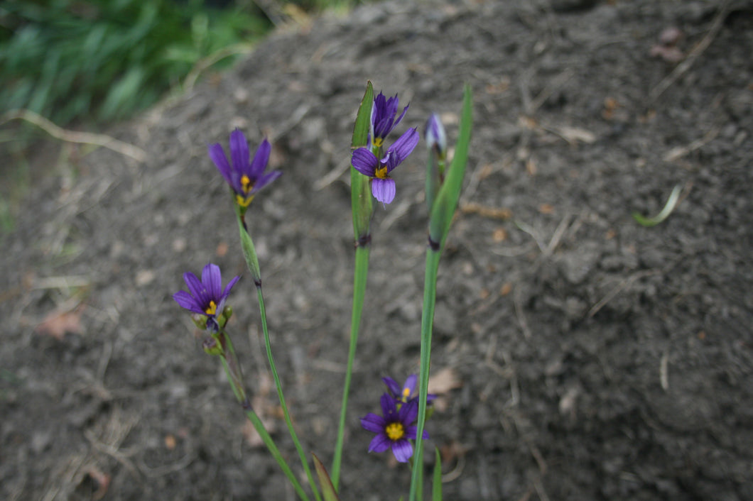 Sisyrinchium idahoense var idahoense 