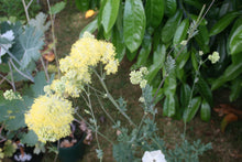 Thalictrum sphaerostachyum